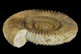 Ammonite (Parkinsonia) Fossil - Dorset, England #130208-1
